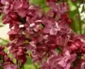 Syringa vulgaris, variété à fleur double