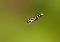 Hoverfly hovering in the air