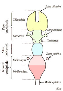 Schéma de développement embryonnaire du système nerveux.