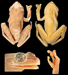 Description de l'image Systematics-of-treefrogs-of-the-Hypsiboas-calcaratus-and-Hypsiboas-fasciatus-species-complex-(Anura-ZooKeys-370-001-g012.jpg.