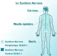 Le système nerveux humain (cliquer pour agrandir)