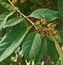 Feuilles et inflorescence en panicule des fleurs, Bogor, île de Java, Indonésie