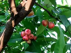 Fruits sur l'arbre à Taïwan.