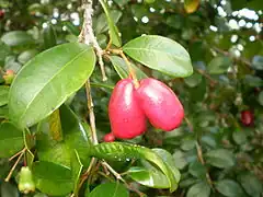 Description de l'image Syzygium australe fruit1.JPG.