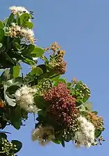 Un Syzygium cordatum près de Xai-Xai, au Mozambique.