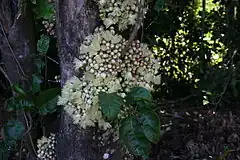 Description de l'image Syzygium cormiflorum lakeeacham.JPG.