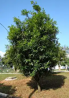 Description de l'image Syzygium jambosTree1.jpg.