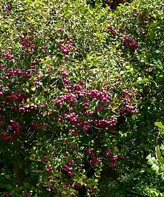 Description de l'image Syzygium smithii 2.jpg.