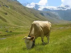 Vache domestique (Bos taurus).