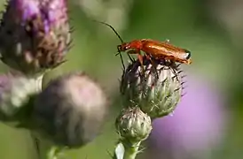 Téléphore sur une cirse des marais