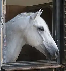 Tête de cheval de couleur blanche, vue de profil.