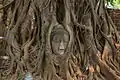 Curiosité, la tête de Bouddha du Wat Mahathat dans les racines d'un arbre