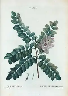 Description de l'image T2 17 Robinia viscosa par Pierre-Joseph Redouté.jpeg.