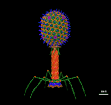 Image en couleur d'un modèle de virus.