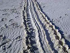 Traces de tortue dans le sable.