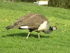 Un oiseau majoritairement gris