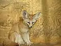 Fennec (Vulpes zerda)