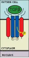 Type II receptor recruits type I receptor and phosphorylates