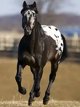 Dans un grand enclos, un cheval noir à la croupe blanche galope droit face au photographe.