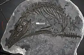 Squelette fossilisé d'un Mosasaurus missouriensis.