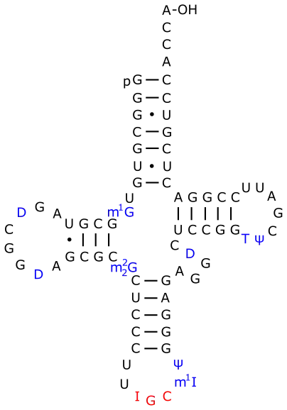 ARNtAla de S. cerevisiae.Le dihydro-uracile est noté D.