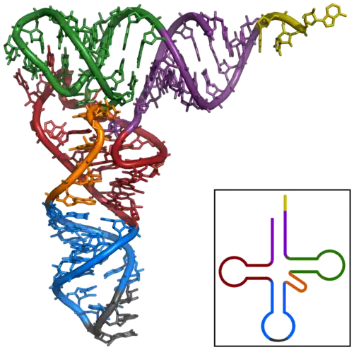 Configuration tridimensionnelle de l'ARNt de phénylalanine chez Saccharomyces cerevisiae (PDB 1EHZ).