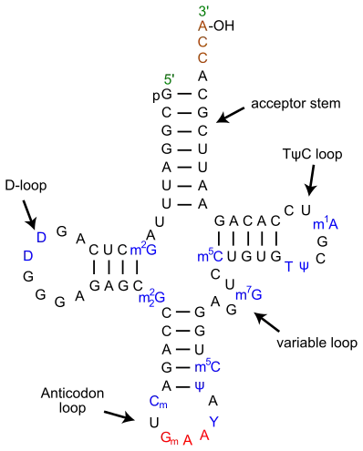 (en) ARNt de phénylalanine chez la levure, indiquant l'anticodon en rouge et l'hydroxyle 3’–OH estérifié par l'acide aminé en haut.