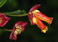 Chèvrefeuille involucré après floraison.