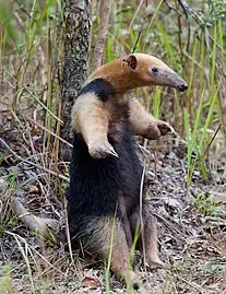 Le tamandua tetradactyla ou Oso melero ou fourmilier à collier.