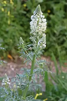 Inflorescence