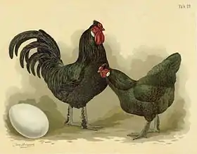 Image illustrative de l’article Poule de Bréda