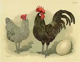 Geflügel-Album de Jean Bungartz (1855), poule coucou et coq noir.