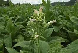 Plant de tabac en pleine floraison en vallée de la Dordogne.
