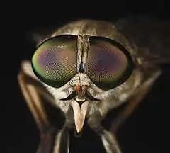 Description de l'image Tabanus sudeticus MHNT Portrait.jpg.