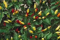 Description de l'image Tabasco peppers.JPG.