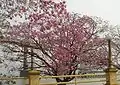 Tabebuia impetiginosa en fleur