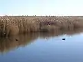 Parc national des Tablas de Daimiel (es).