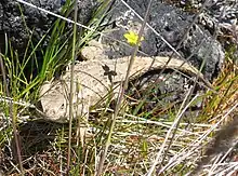 Lézard brun clair au pied d'un rocher noirâtre entouré d'herbes à fleur jaune.