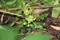 Tacca ankaranensis