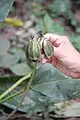 Tacca chantrierifruits