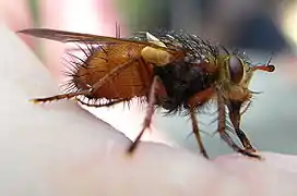 Deux Cueillerons blancs translucides bien développés à la base de l'aile.