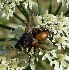 Description de l'image Tachina magnicornis (1).JPG.