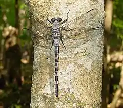 Tachopteryx thoreyi