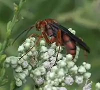 Tachypompilus ferrugineus