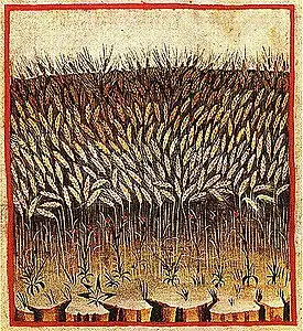 Le blé (fermentum) du Tacuinum sanitatis correspond au chaud et humide, l'optimum : grains gonflés et lourds dont l'usage est recommandé pour l’ouverture des abcès mais provoque des occlusions.