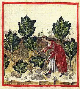 Caules Onati (chou), inconnu (XIVe siècle)