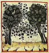 Vigne conduite en hautain arboréTacuinum Sanitatis (1474),Paris, Bibliothèque nationale, Ms. lat. 9333