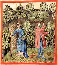 La récolte du chou, Tacuinum Sanitatis, XVe siècle