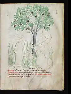 Liège, ms. 1041