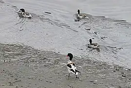 Tadorne de Belon sur les vasières de la Penzé.